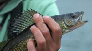 Pêche multiple à la Pourvoirie du Lac Oscar