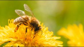 Attirer les pollinisateurs