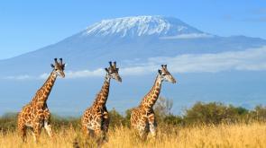 Safari au Kenya